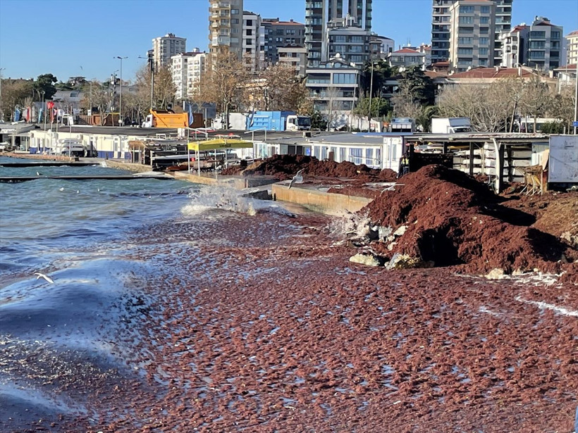 İstanbul'da her ay başka felaket! Şimdi de "kırmızı yosun" alarmı! - Resim: 2