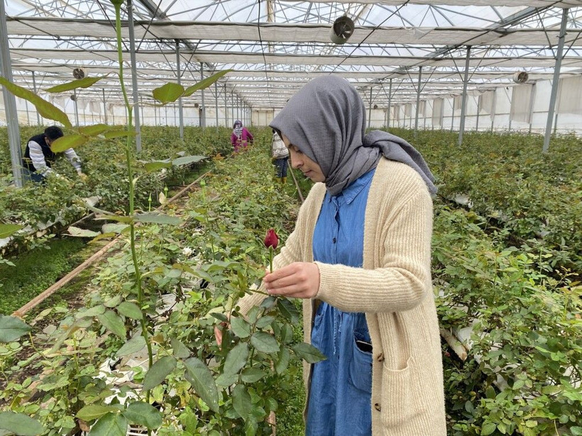 Antalya'da topraksız üretti 200 TL'ye satıyor! Taleplere yetişemiyor: Çok büyük avantaj sağlıyor - Resim: 2