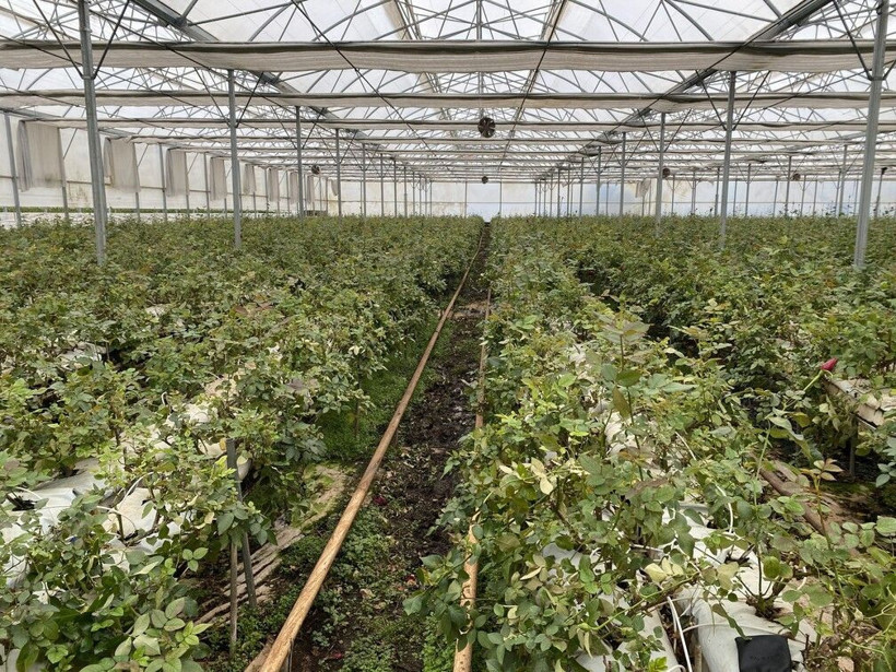 Antalya'da topraksız üretti 200 TL'ye satıyor! Taleplere yetişemiyor: Çok büyük avantaj sağlıyor - Resim: 4