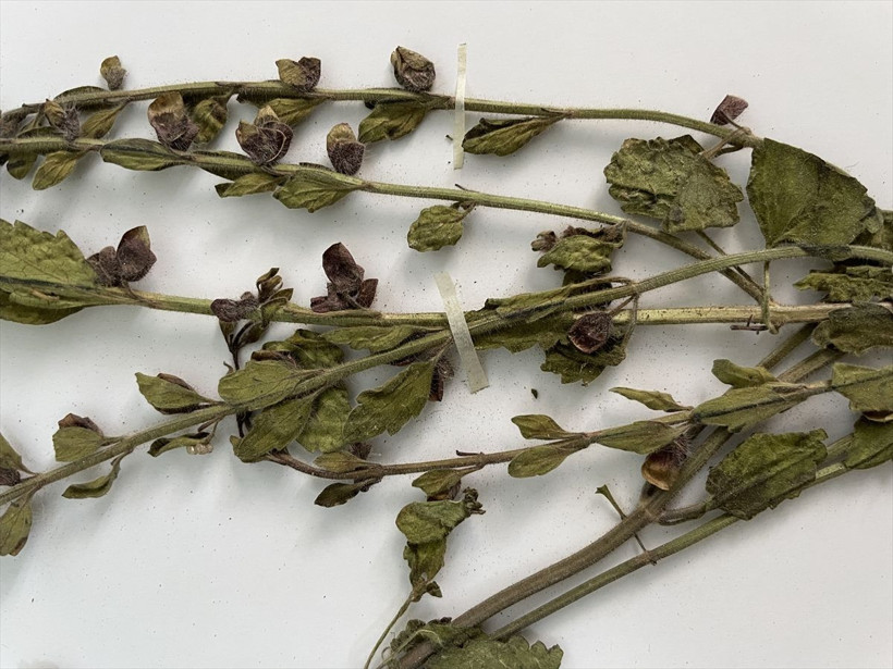 Muğla''nın Ula ilçesinde keşfedildi Türkiye'de tespit edilen 19'uncu türü oldu - Resim: 4