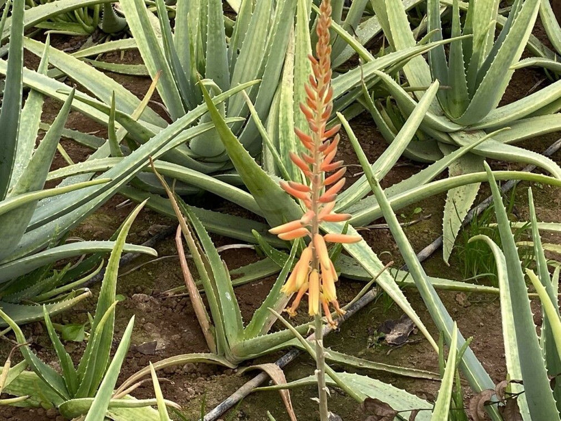 125 TL'ye satıyor paraya para demiyor! Yurt dışında görüp Antalya'da başladı: Yılda 4 defa hasat ediyor - Resim: 3