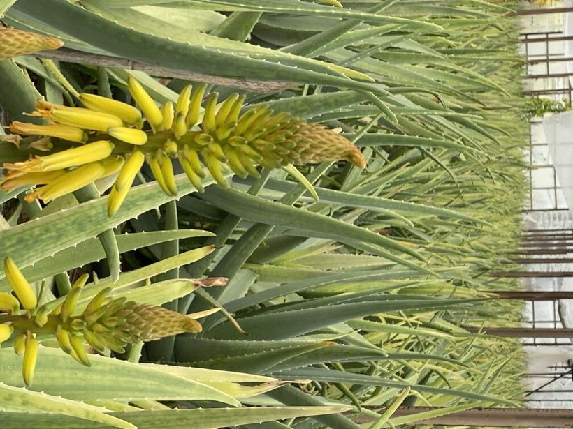 125 TL'ye satıyor paraya para demiyor! Yurt dışında görüp Antalya'da başladı: Yılda 4 defa hasat ediyor - Resim: 4