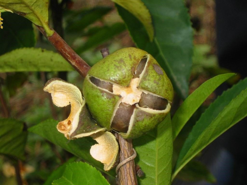 Çaykur'dan yeni ürün! Zeytinyağı ile eşdeğer artık Türkiye'de - Resim: 4