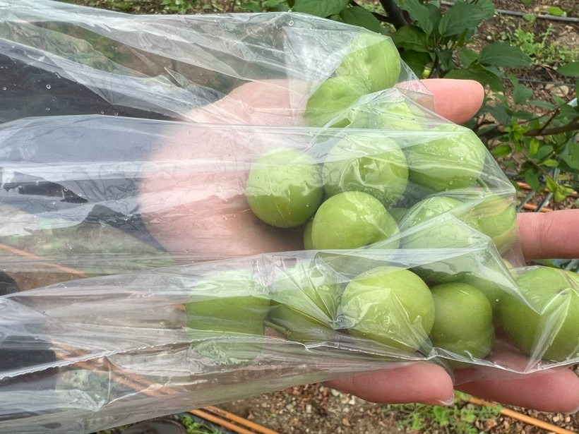 Kilosu 2 bin TL! Arap şeyhlerinden sipariş yağıyor: Bursa'da 12 ay boyunca bebek gibi bakıyoruz - Resim: 1