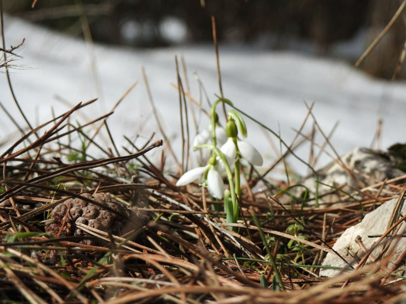 Bu çiçeği koparmanın cezası 109 bin 593 lira! Manisa'da kardelenler açtı - Resim: 1