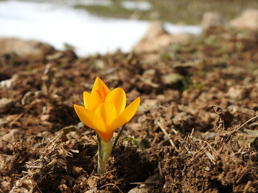 Bu çiçeği koparmanın cezası 109 bin 593 lira! Manisa'da kardelenler açtı - Resim: 2