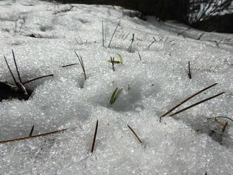 Bu çiçeği koparmanın cezası 109 bin 593 lira! Manisa'da kardelenler açtı - Resim: 3