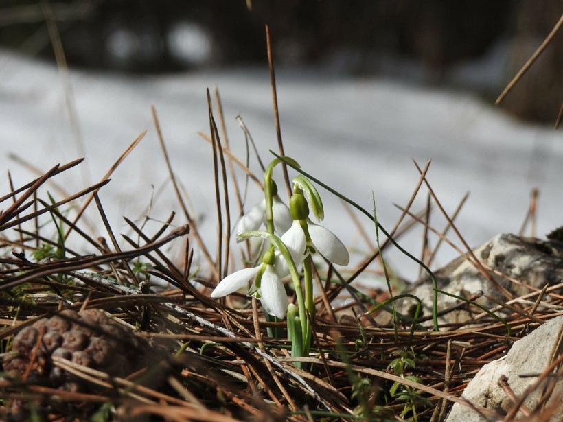 Bu çiçeği koparmanın cezası 109 bin 593 lira! Manisa'da kardelenler açtı - Resim: 4