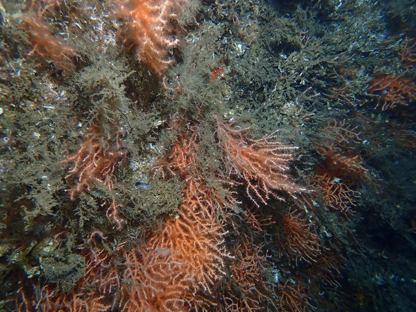 Marmara Denizi'nde müsilaj katliamı! Tablo şu anda çok üzücü - Resim: 1