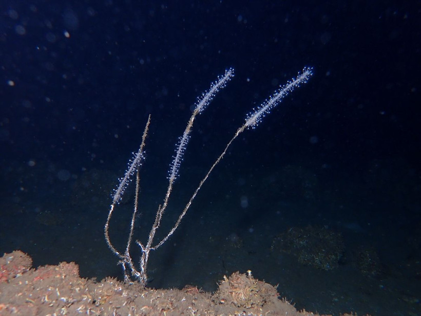Marmara Denizi'nde müsilaj katliamı! Tablo şu anda çok üzücü - Resim: 3