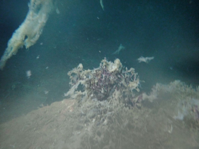 Marmara Denizi'nde müsilaj katliamı! Tablo şu anda çok üzücü - Resim: 4