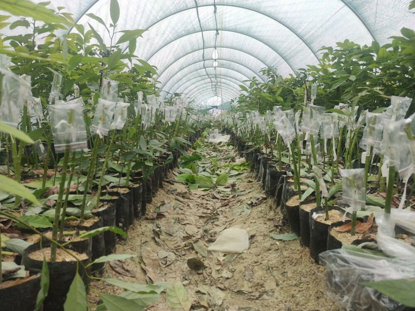 Hatay'da bu işi dedesinden öğrendi! 80 bin tane üretip yurt dışına satıyor - Resim: 4