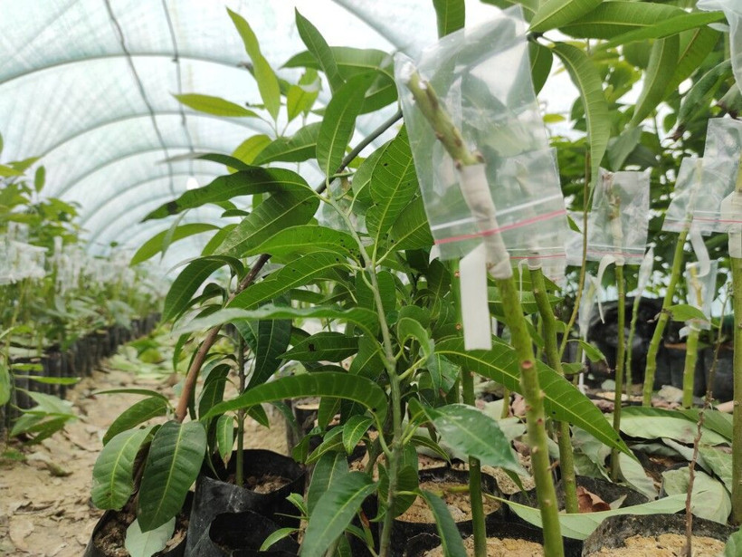 Hatay'da bu işi dedesinden öğrendi! 80 bin tane üretip yurt dışına satıyor - Resim: 1