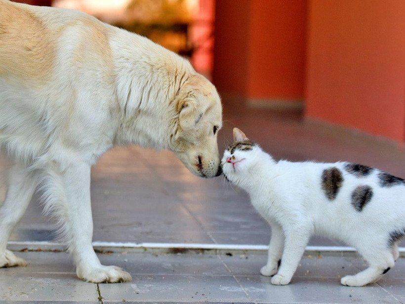 İçişleri Bakanlığı'ndan sokak hayvanı anketi! Yüzde 85.7 aynı yanıtı verdi: 'Dinen evde köpek beslenir mi?' sonucu şaşırttı - Resim: 3