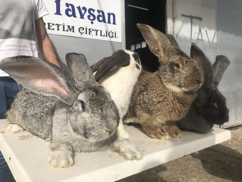 Yurtdışından getirtti gören gözlerine inanmıyor! Hepsi dev gibi - Resim: 3