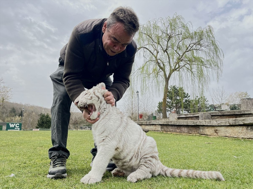 Dünyada bile çok nadir bulunuyor! Silivri'de Beyaz Bengal kaplanı bulundu - Resim: 2