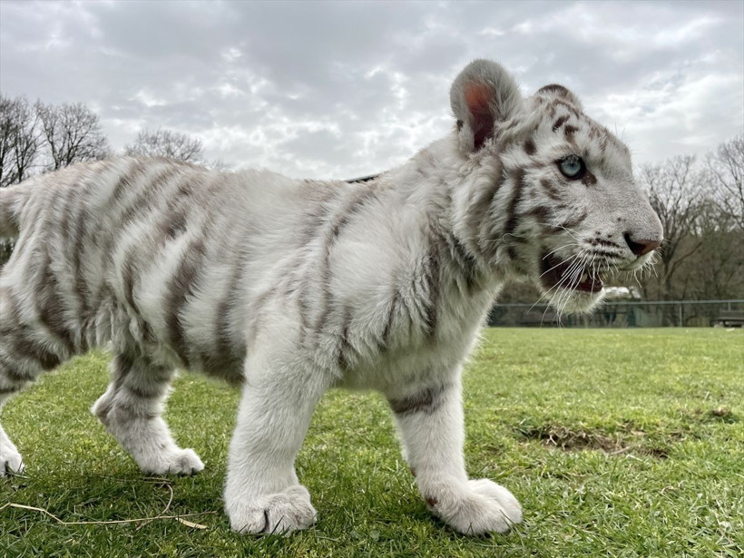 Dünyada bile çok nadir bulunuyor! Silivri'de Beyaz Bengal kaplanı bulundu - Resim: 1