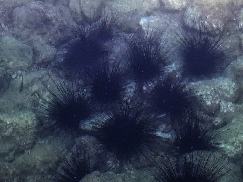 Antalya'nın dünyaca ünlü sahilinde deniz kestaneleri koloni olarak görüntülendi - Resim: 1