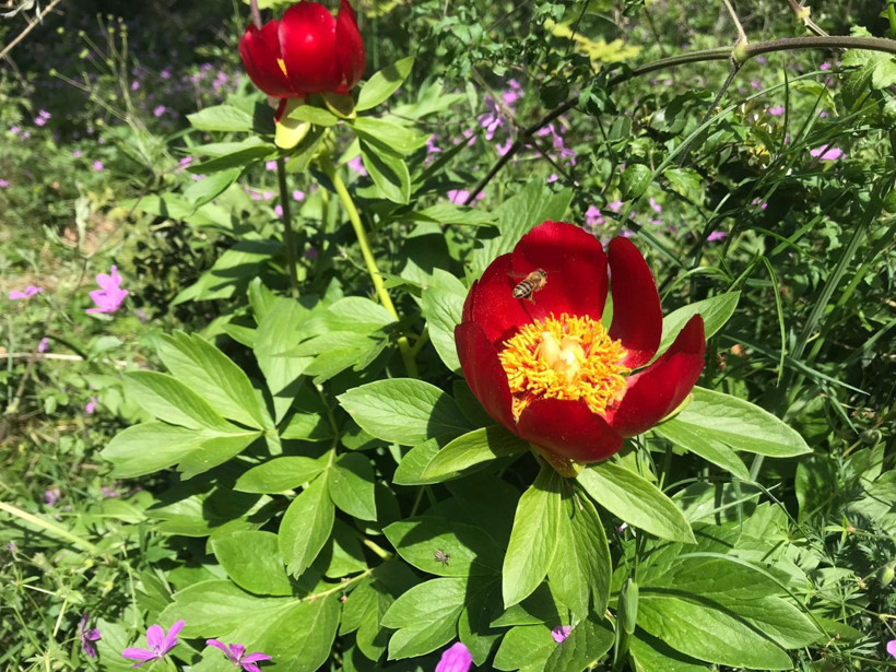 İstanbul'da nadiren yetişiyor ayı gülünü koparmanın cezası bir araba parası - Resim: 4