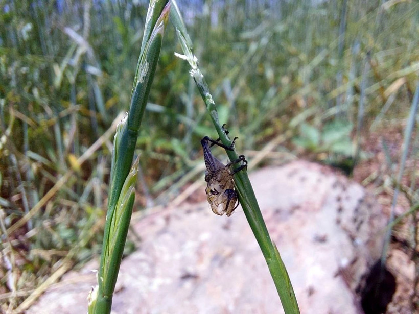 Çiftçilerin korkulu rüyası! Tarım arazilerini istila ettiler salgına neden oluyor - Resim: 3