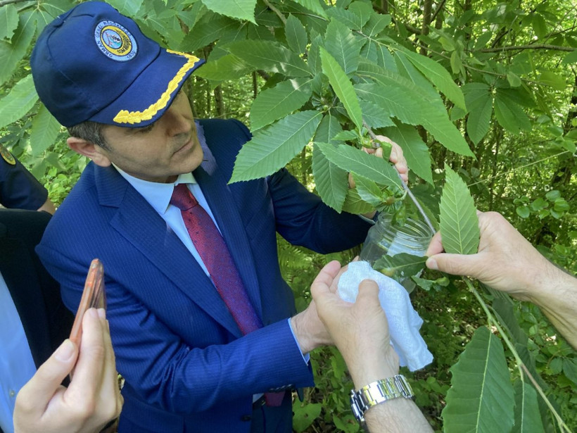Laboratuvarda üretilen bu böcekler gal arılarını yok edecek! Bartın'da doğaya salındı - Resim: 2