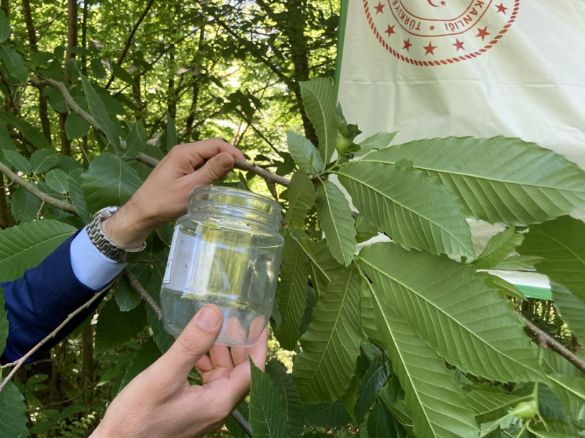 Laboratuvarda üretilen bu böcekler gal arılarını yok edecek! Bartın'da doğaya salındı - Resim: 3