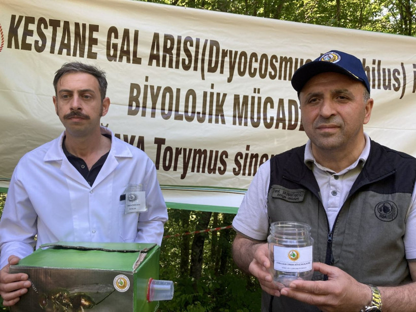 Laboratuvarda üretilen bu böcekler gal arılarını yok edecek! Bartın'da doğaya salındı - Resim: 4