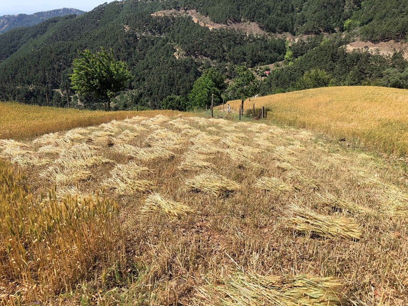 Bu köye teknoloji girmedi! Geleneksel yöntemlerle tarım yapıyorlar - Resim: 2