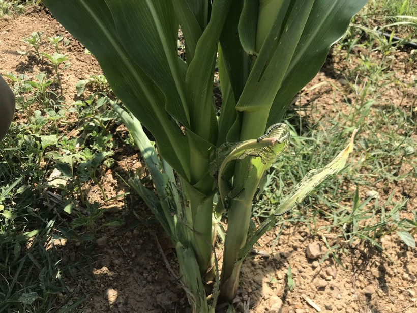 Tırtıl istilası İstanbul'a dayandı! Durum fena tarladaki ürünleri yediler görüntüler kötü - Resim: 4
