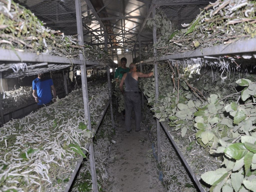 İpek böceğinden bir ayda 1 milyon TL kazanç! - Resim: 1