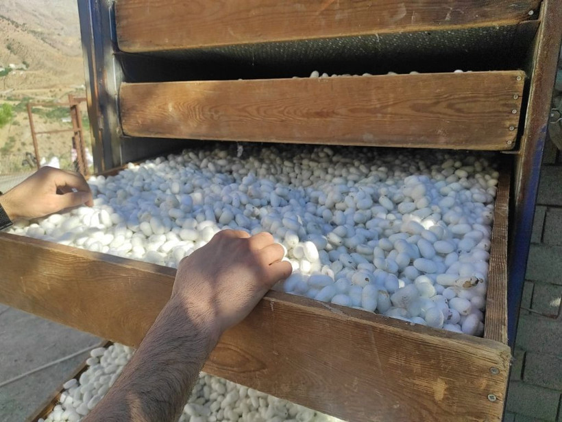 İpek böceğinden bir ayda 1 milyon TL kazanç! - Resim: 3