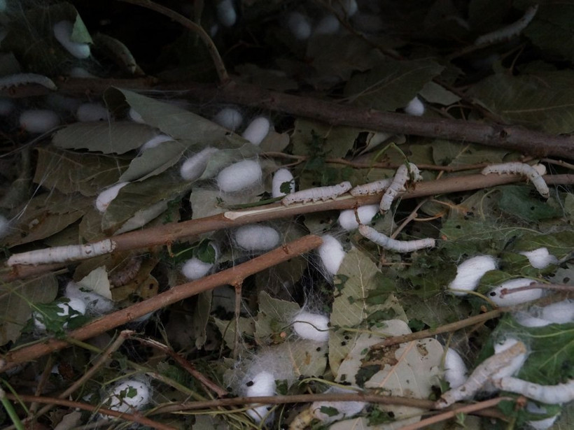 İpek böceğinden bir ayda 1 milyon TL kazanç! - Resim: 4