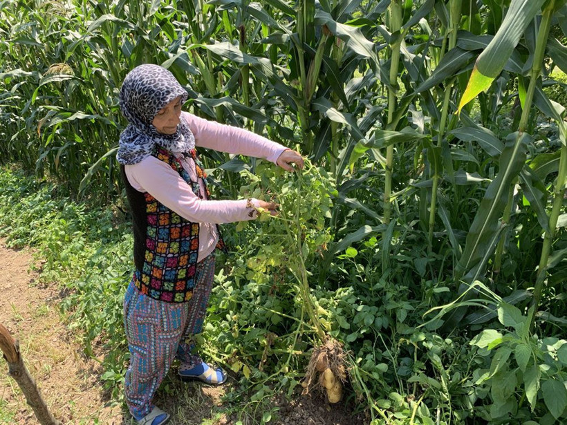 Sakarya’da şaşırtan olay! Tarlaya patates ektiler, domates çıktı meğer zehirliymiş! - Resim: 2