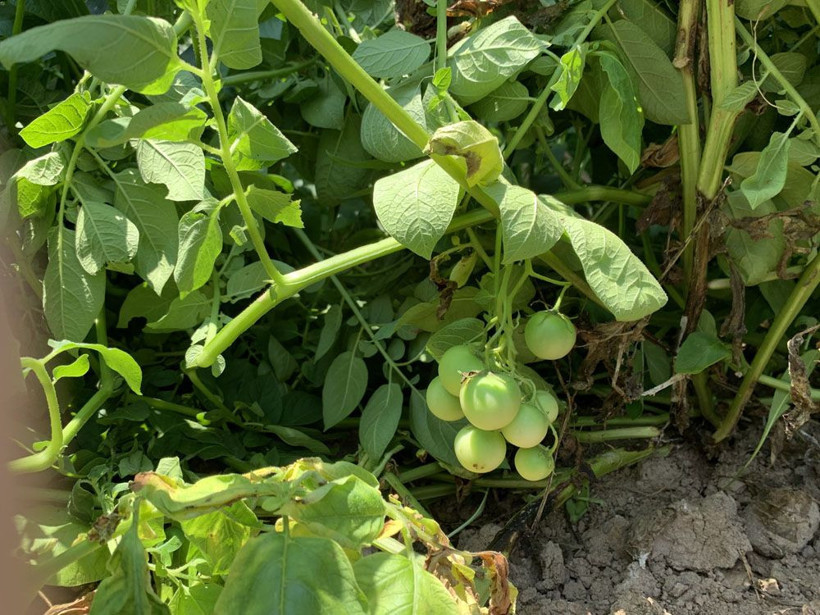 Sakarya’da şaşırtan olay! Tarlaya patates ektiler, domates çıktı meğer zehirliymiş! - Resim: 4