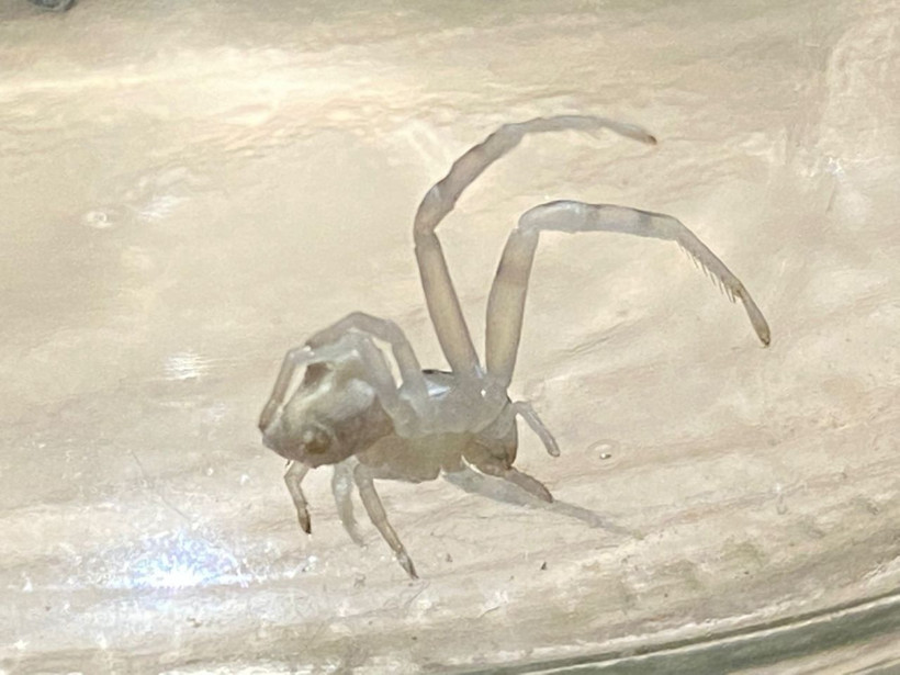 Antalya'da insan yüzlü örümcek dehşete düşürdü karınca ile besleniyor!  "Resmen insana bakıyor, ürpertiyor" - Resim: 3