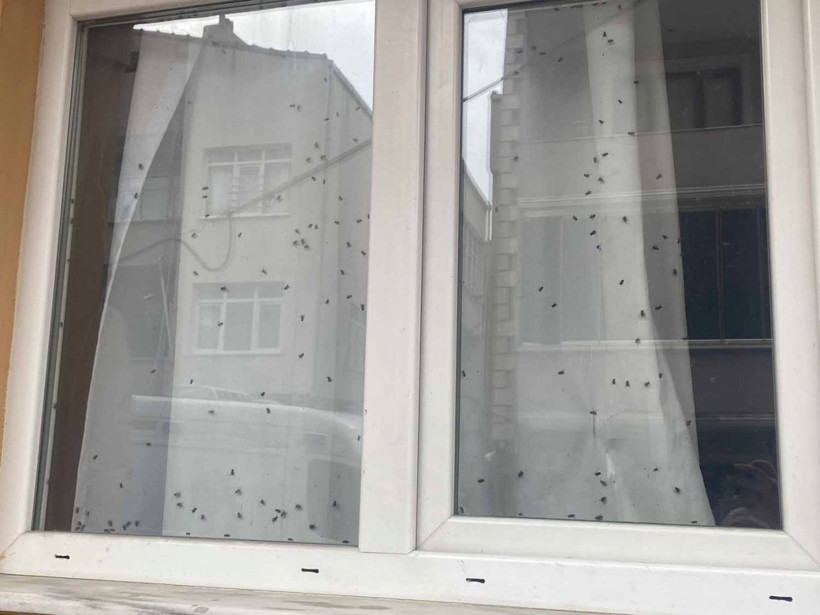 Cama yapışan sinekler paniğe neden oldu! Ceset var diye aradılar gerçek bambaşka çıktı - Resim: 1