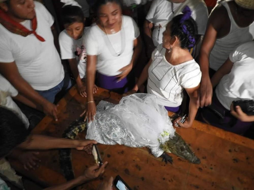 Meksika'da sıra dışı gelenek! Belediye başkanı timsahla evlendi, gelinlik giydirdi, dans etti - Resim: 4