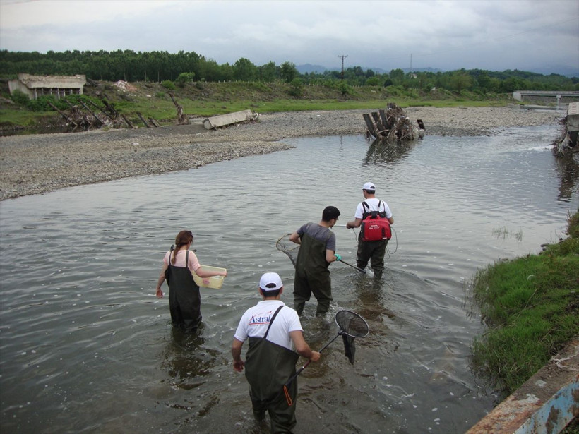'Boğazlardan katiyen geçmez' deniliyordu taş ısıran balık Samsun'da görüldü - Resim: 3