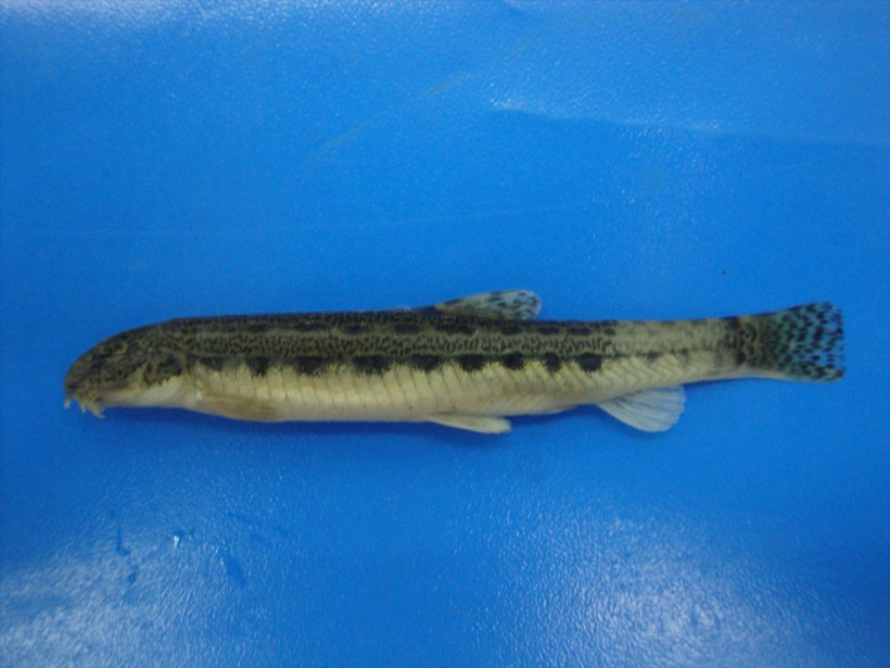 'Boğazlardan katiyen geçmez' deniliyordu taş ısıran balık Samsun'da görüldü - Resim: 4