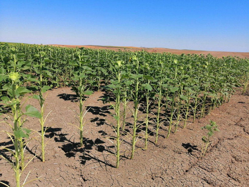 Tekirdağ'ı çekirge sürüleri istila etti! Tarlaları talan edip ne bulurlarsa yiyorlar... - Resim: 3