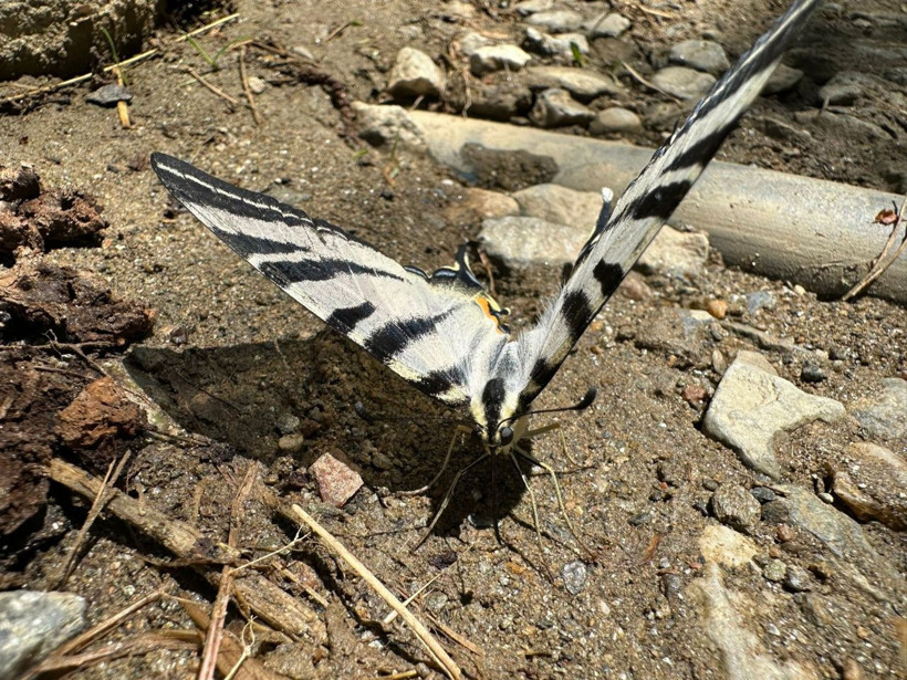 Türkiye'de çok nadir rastlanıyor Aydın'da ortaya çıktı güzelliğiyle görenleri büyüledi - Resim: 2