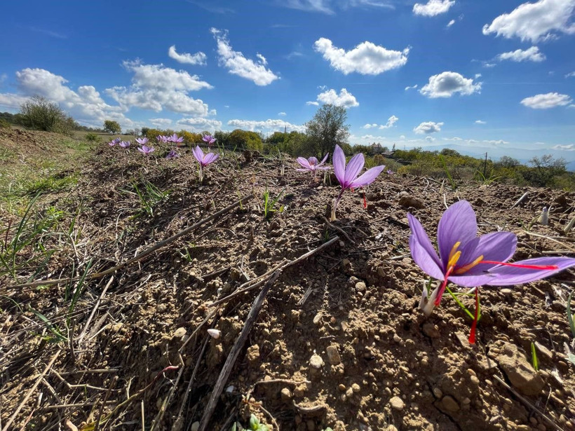 Doktorluğu bıraktı 3 dönüm arazi aldı ekmeye başladı kilogramı 250 bin lira - Resim: 3