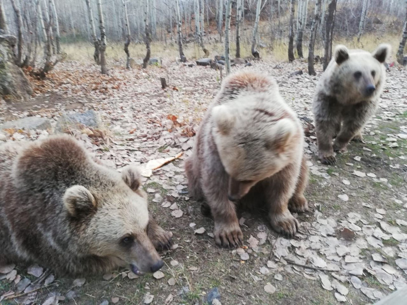Koca boz ayıyı ağzıyla besledi o anlar böyle görüntülendi - Resim: 3