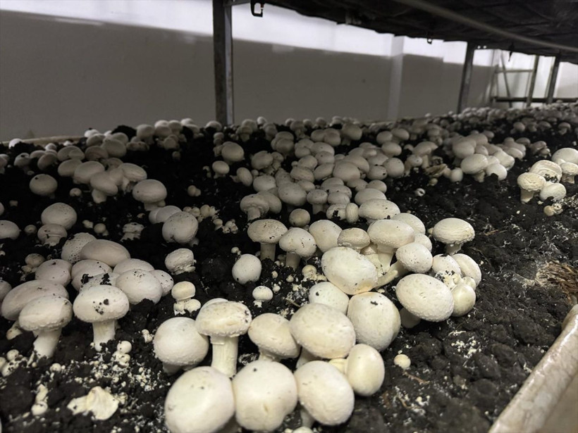 Boşluğu tespit edince bu işe başladı ihya oldu! 24 yıllık mimar yılda 60 ton mantar üretip satıyor - Resim: 2