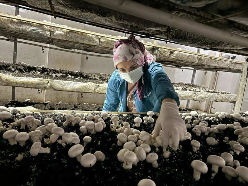 Boşluğu tespit edince bu işe başladı ihya oldu! 24 yıllık mimar yılda 60 ton mantar üretip satıyor - Resim: 3