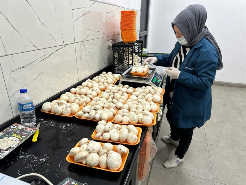 Boşluğu tespit edince bu işe başladı ihya oldu! 24 yıllık mimar yılda 60 ton mantar üretip satıyor - Resim: 4