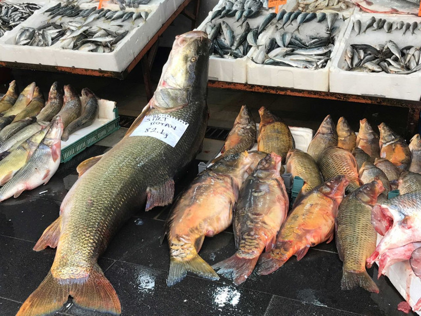 Botan Çayında 82 kilo, 175 santim uzunluğunda turna balığı yakalandı - Resim: 1