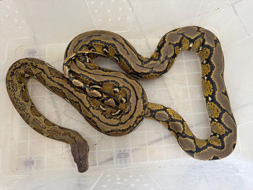 Yolcu otobüsündeki kutunun içinden piton çıktı - Resim: 4