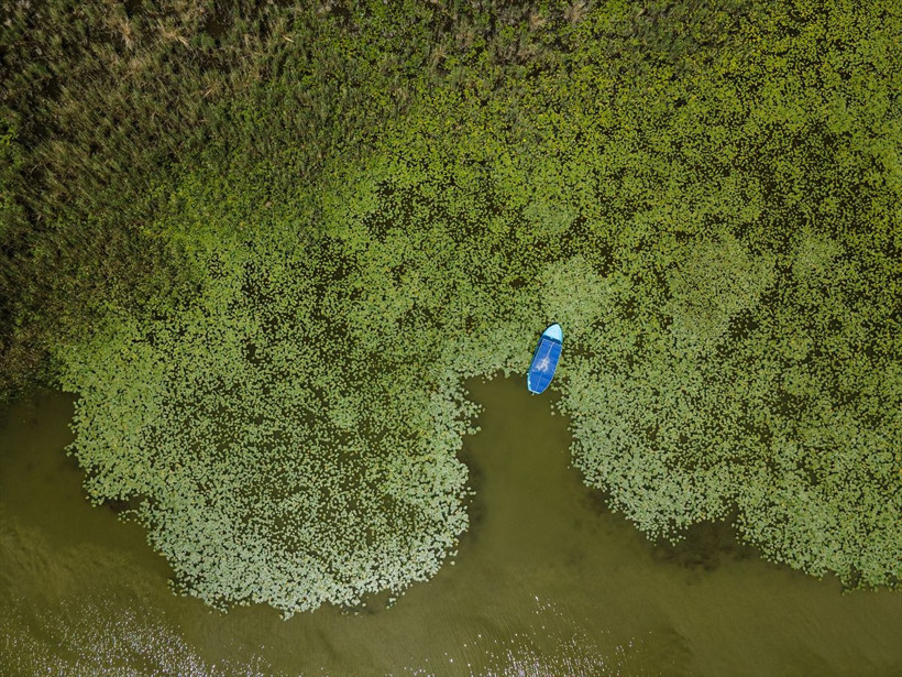 Beyşehir Gölü'ndeki ''nilüfer bahçesi'' çiçek açtı - Resim: 1