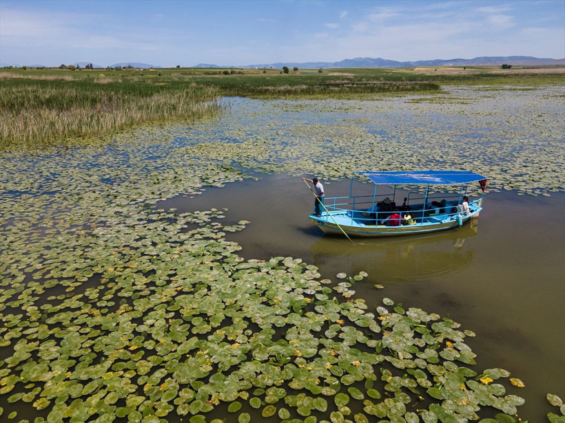 Beyşehir Gölü'ndeki ''nilüfer bahçesi'' çiçek açtı - Resim: 2